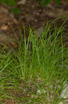 Timid sedge